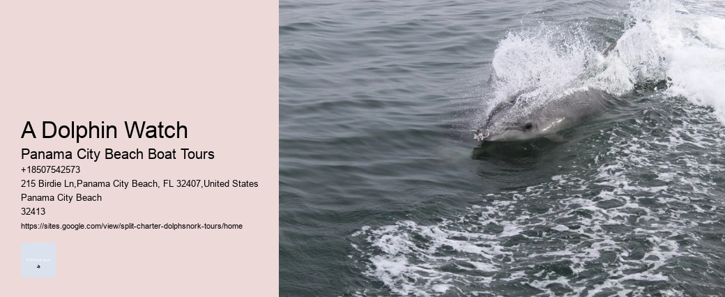 Dolphin And Snorkeling Tours