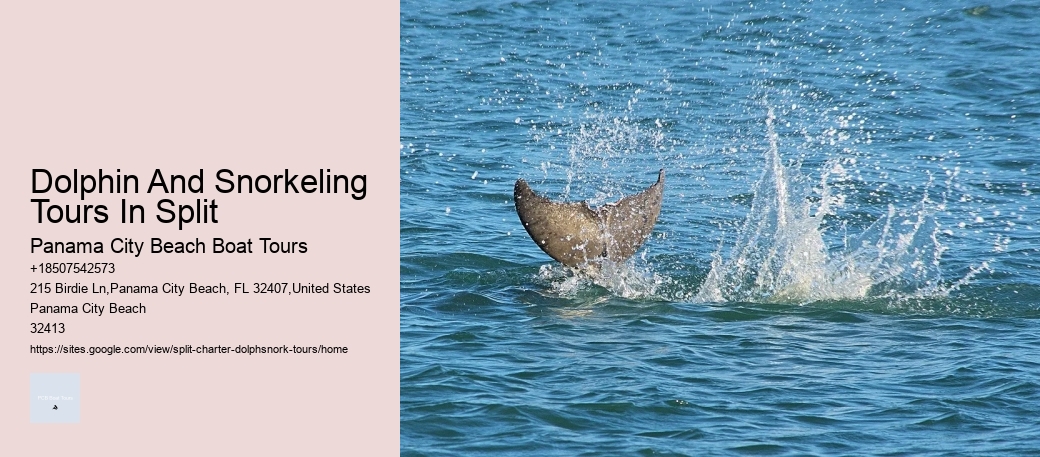 Dolphin And Snorkeling Tours In Split Panama City Beach Boat Tours Dolphin And Snorkeling Tours In Split
