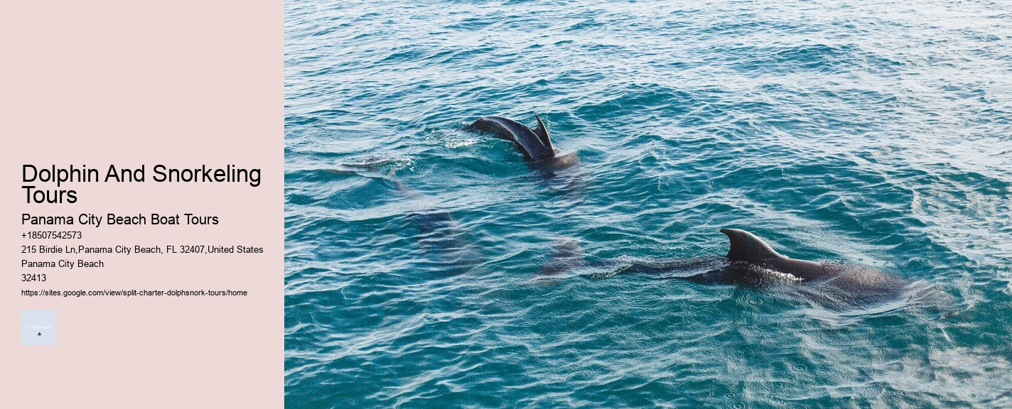 Dolphin And Snorkeling Tours Panama City Beach Boat Tours Dolphin And Snorkeling Tours