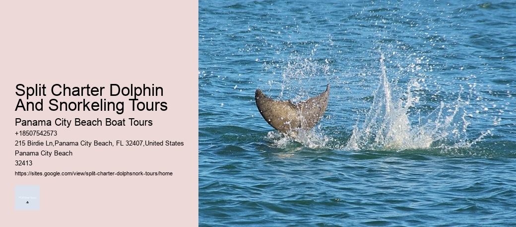 Appreciating Dolphins
