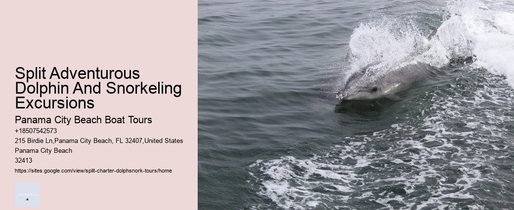 Split Boat Trips For Dolphin Watching And Snorkeling