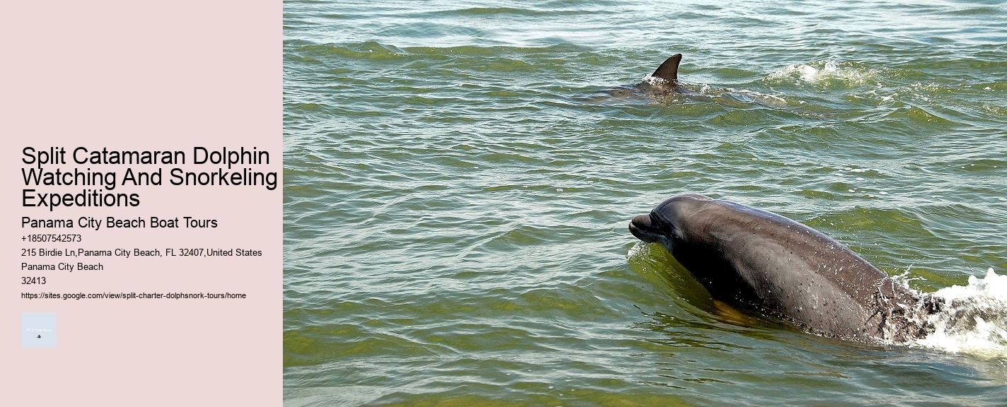 How Much Does It Cost To Swim With The Dolphins At Dolphin Cove