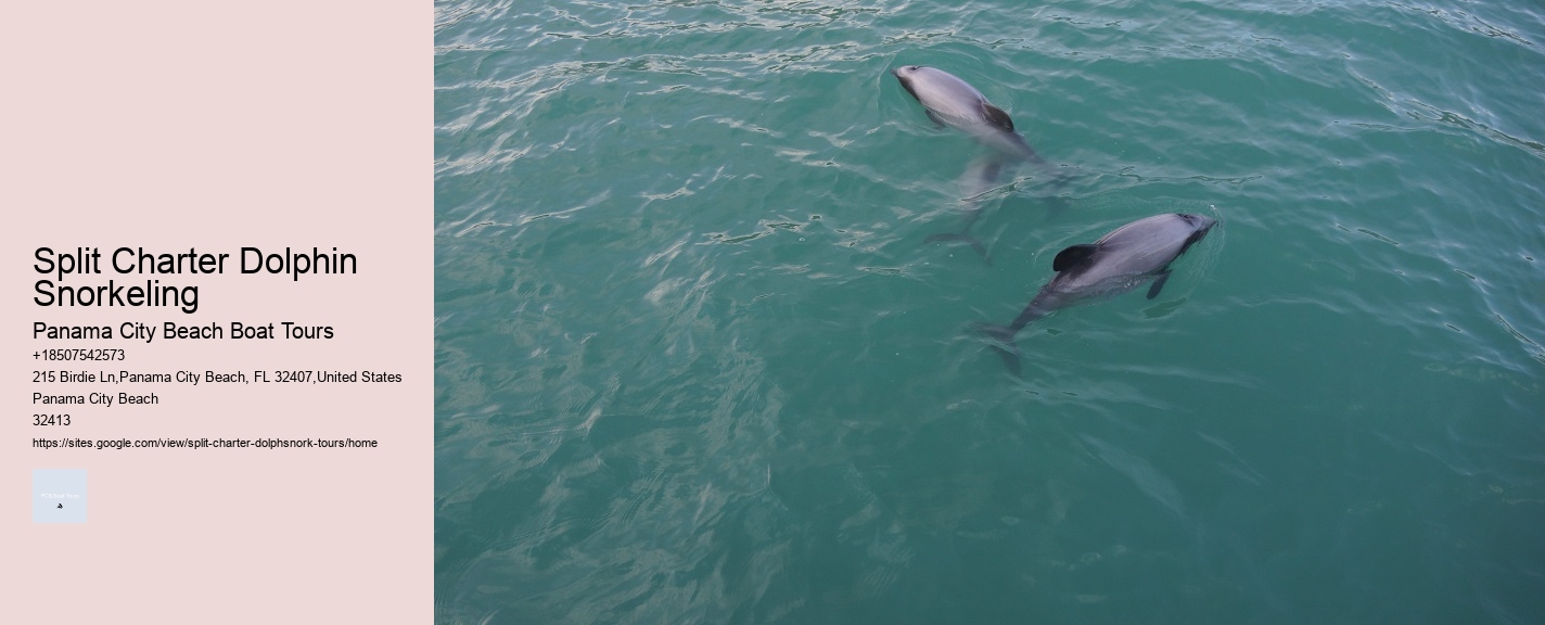 Split Charter Dolphin Snorkeling