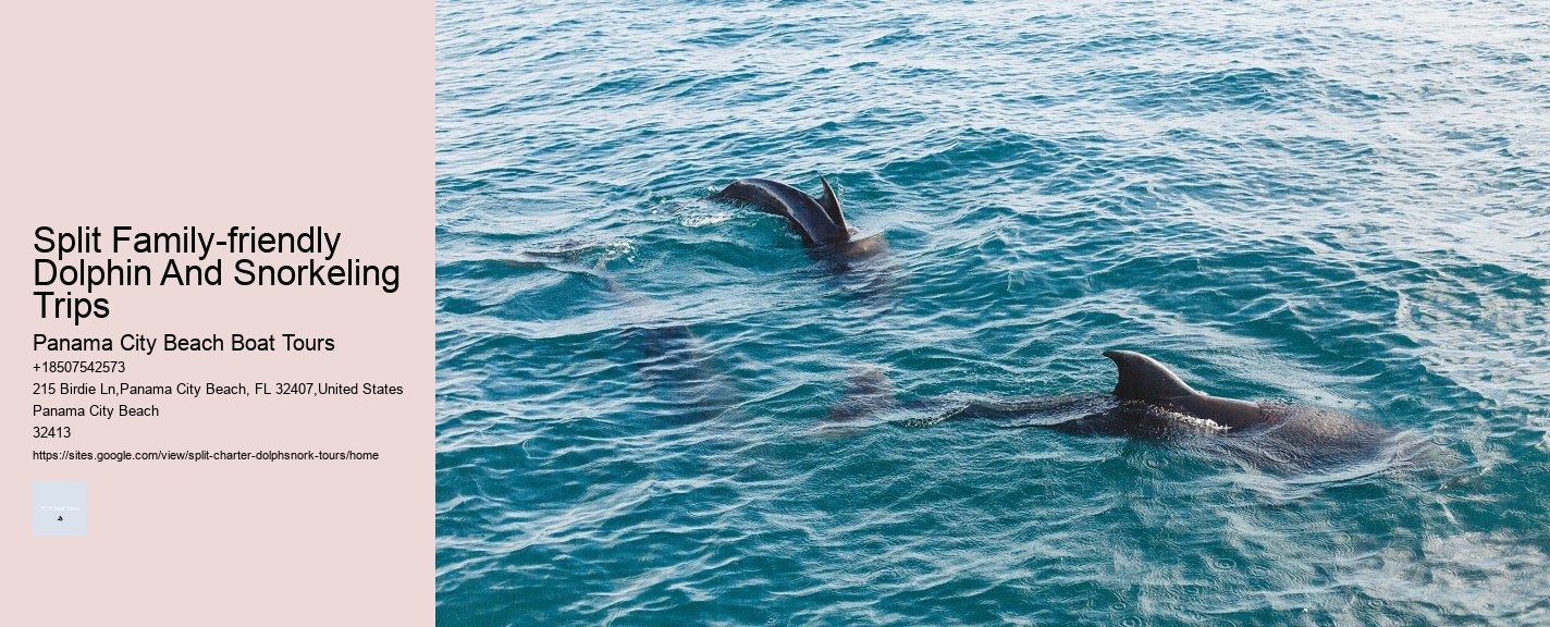 What Month Is Best For Dolphin Watching