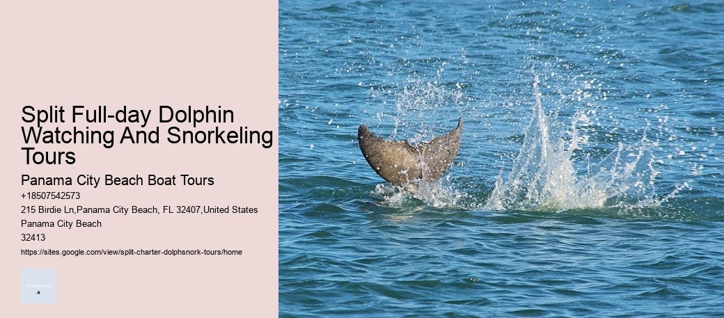 Split Catamaran Dolphin Watching And Snorkeling Expeditions