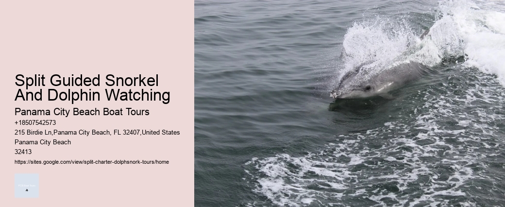 Why Do Dolphins Follow Boats