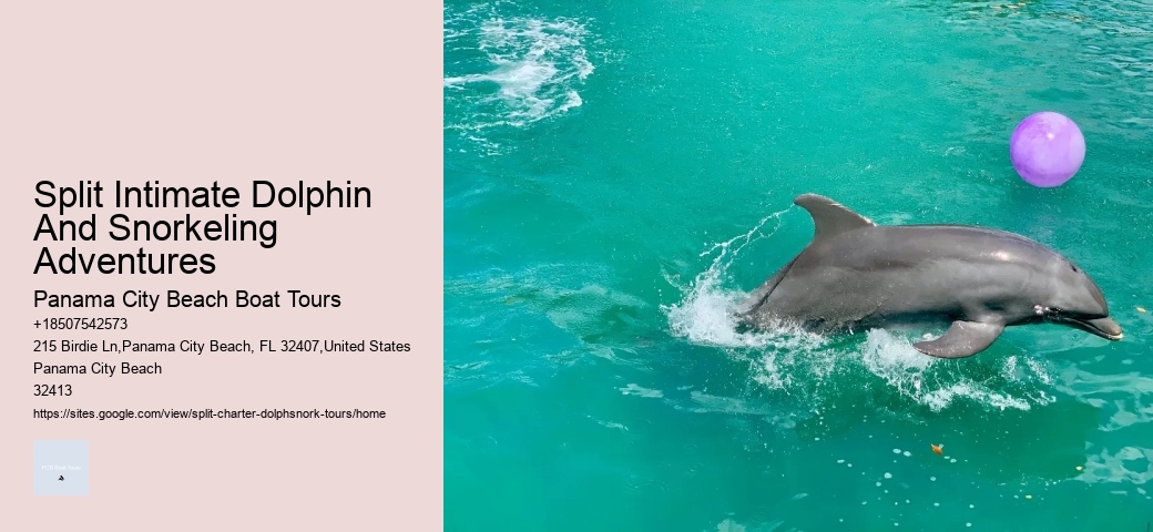 The Magic Of Dolphin Watching: Best Times And Locations