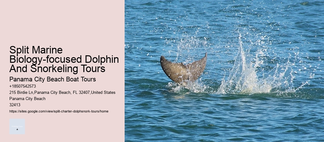 Split Marine Biology-focused Dolphin And Snorkeling Tours Panama City Beach Boat Tours Split Marine Biology-focused Dolphin And Snorkeling Tours