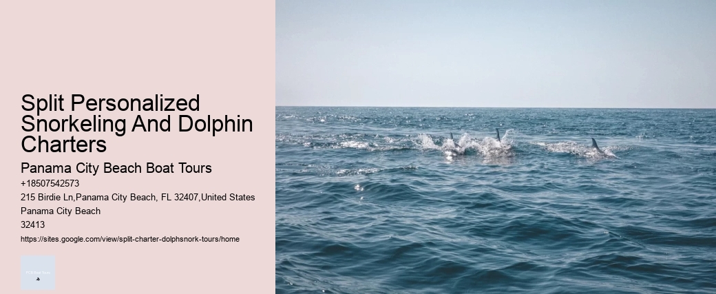 Dolphin Watching And Snorkeling Adventures In Split