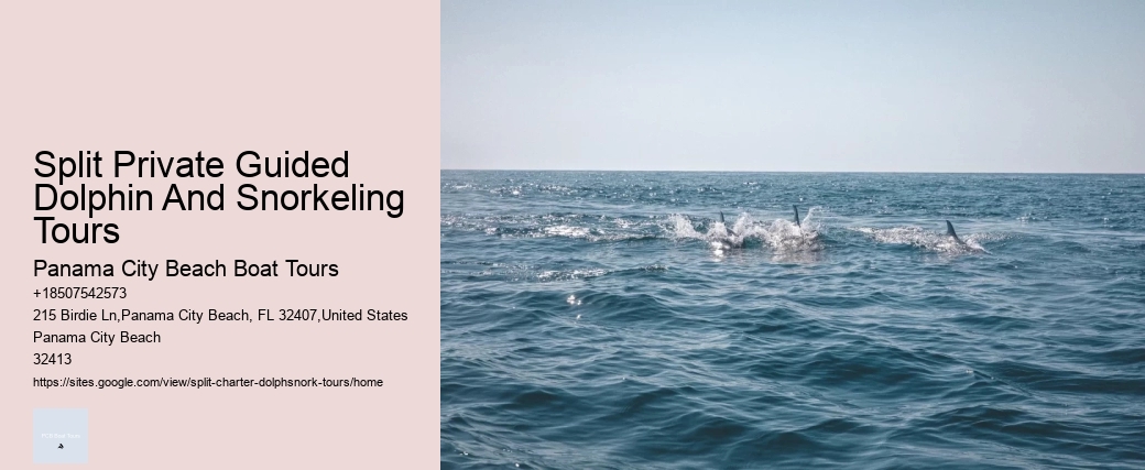 Split Personalized Dolphin And Snorkeling Charters