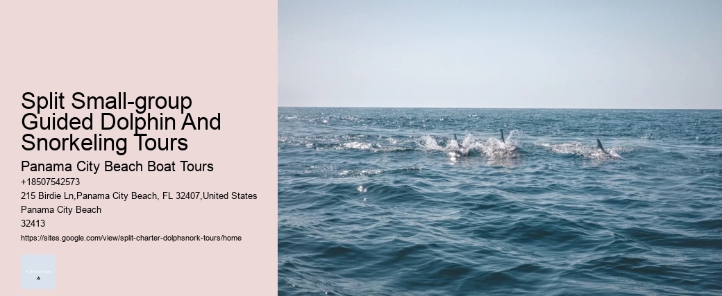 Split Small-group Guided Dolphin And Snorkeling Tours