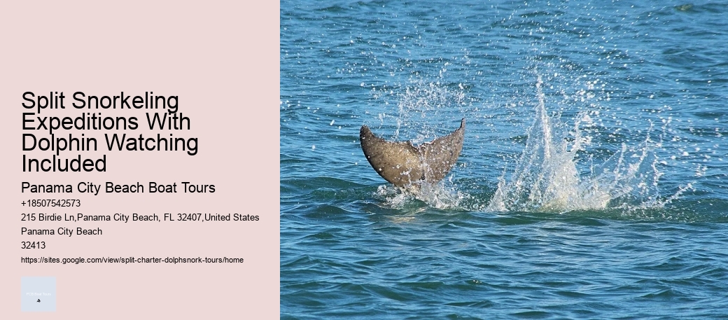 Split Snorkeling Expeditions With Dolphin Watching Included Panama City Beach Boat Tours Split Snorkeling Expeditions With Dolphin Watching Included