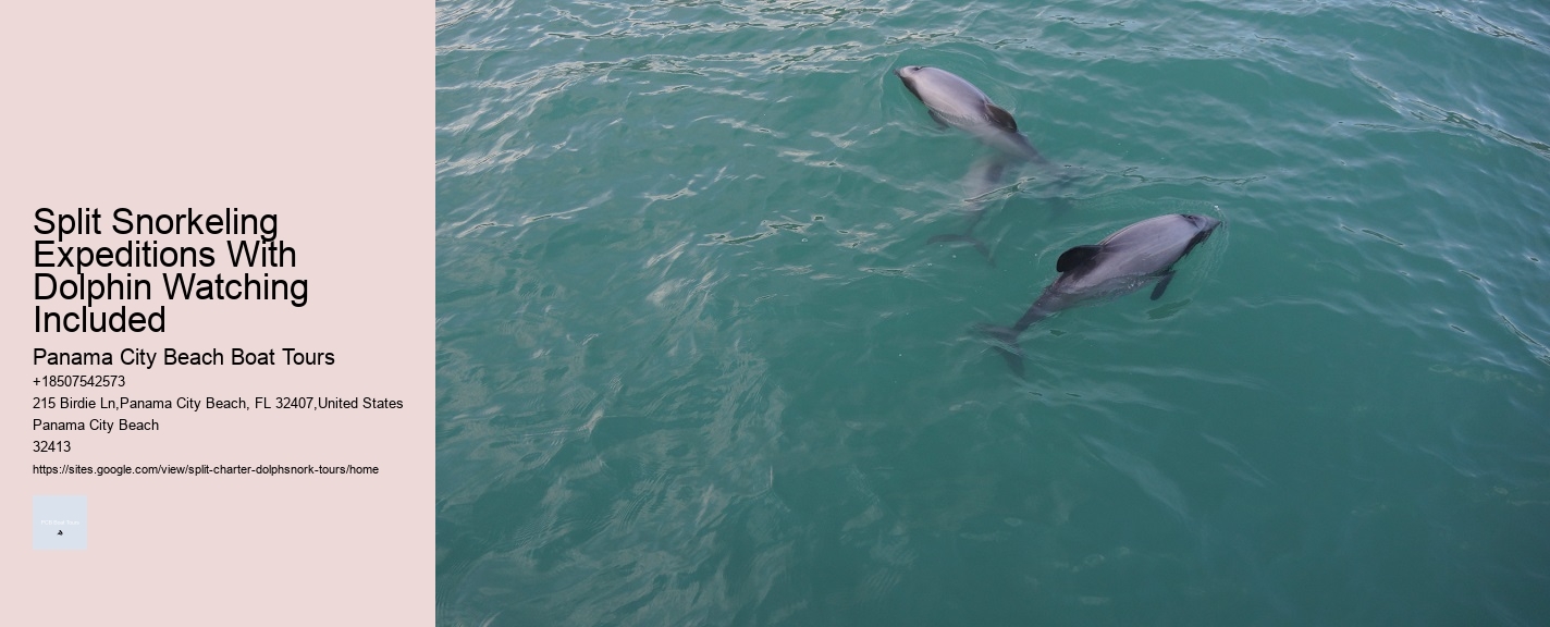Split Dolphin Tour
