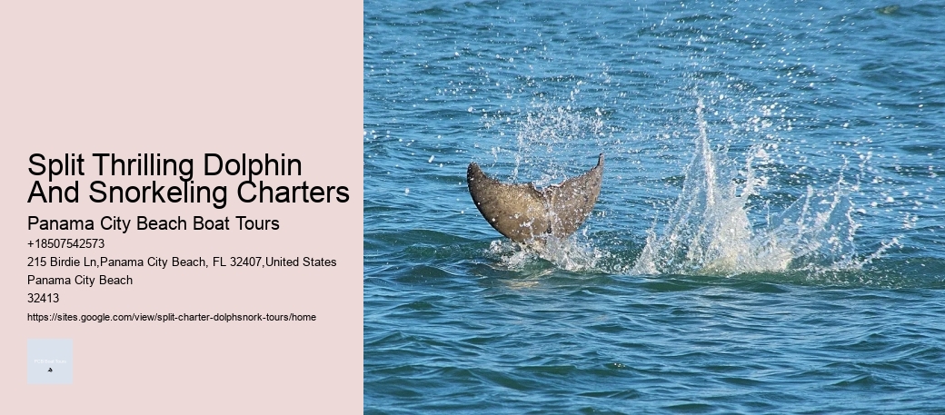 Private Dolphin Tours