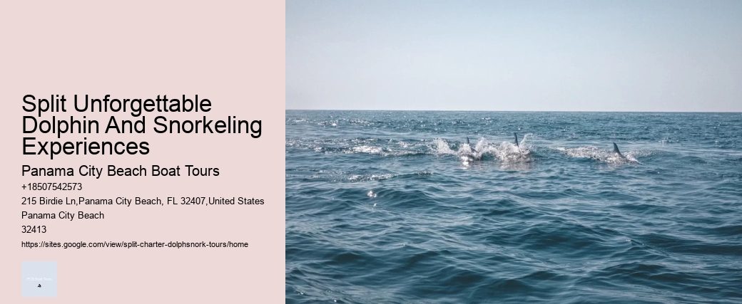 Split Unforgettable Dolphin And Snorkeling Experiences Panama City Beach Boat Tours Split Unforgettable Dolphin And Snorkeling Experiences